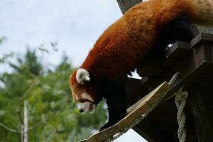 uma vermelho panda escalada uma árvore foto