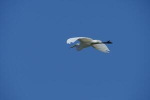 uma branco pássaro vôo dentro a azul céu foto