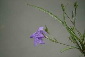 uma roxa flor é crescendo em uma haste foto