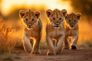 leão filhotes dentro a africano savana durante a dourado hora do a dia. ai gerado foto