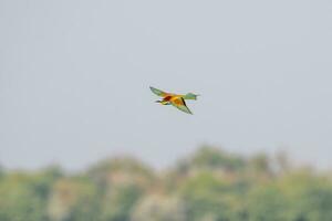 1 colorida comedor de abelha merops apiastro moscas através a ar Caçando para insetos foto