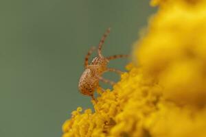 1 amarelo abóbora aranha camuflagens em si em uma amarelo florescendo flor foto