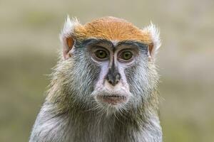 1 adulto barbary macaque parece muito curioso foto