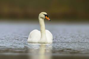 1 mudo cisne natação em uma refletindo lago cygnus olor foto