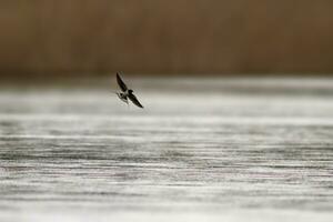 1 celeiro andorinha hirundo rustica moscas sobre uma lago dentro procurar do insetos foto