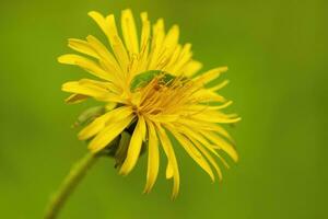 1 pequeno verde lagarta rasteja através uma amarelo flor do uma dente de leão foto