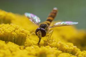 1 flutuar mosca senta em uma flor e mordidelas em néctar foto