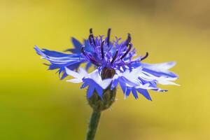 1 azul Flor do uma centáurea dentro brilho do sol foto