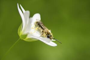 1 abelha senta em uma flor e coleta pólen e néctar foto