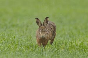 1 Castanho lebre lepus europaeusruns através uma molhado verde campo dentro a chuva foto