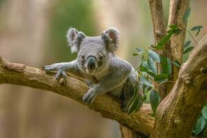 1 coala Urso senta relaxado em uma ramo do uma árvore e parece muito curioso foto