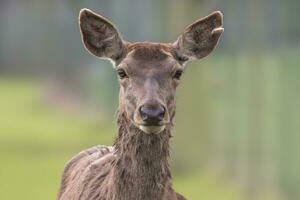 1 retrato do uma vermelho veado corça cervus Elaphus dentro uma Prado foto