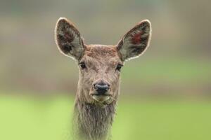 1 retrato do uma vermelho veado corça cervus Elaphus dentro uma Prado foto