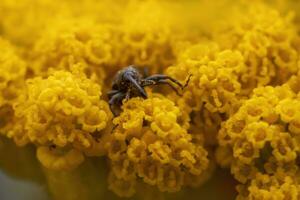 1 gorgulho senta em uma amarelo flor e banhos de sol foto