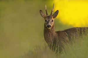 1 ovas veado bode Capreolus Capreolus carrinhos em uma verde Prado e come foto