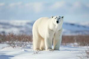 polar Urso dentro Está natural habitat dentro a ártico círculo. ai gerado foto