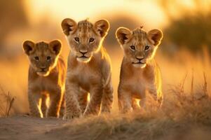 leão filhotes dentro a africano savana durante a dourado hora do a dia. ai gerado foto