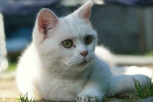 fofa gatinho é posando dentro a casa jardim às Luton, Inglaterra Reino Unido foto