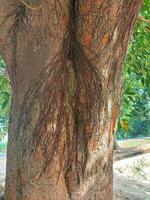 árvore casca, tronco do Tamarindo raiz da arvore do tropical lianas textura , parasita videiras, micélio micelial cordas em árvore toco, áspero pinho latido árvore, madeira padrão, rastejante árvore foto