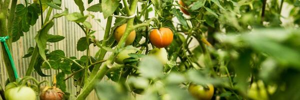 tomates estão suspensão em uma ramo dentro a estufa. foto