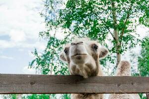 uma lindo camelo com triste olhos carrinhos atrás uma cerca dentro uma curral dentro uma jardim zoológico contra a pano de fundo do uma bétula árvore. guardando animais dentro cativeiro foto