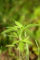 bebê cannabis plantar a vegetativo etapa do maconha crescendo plantinha macro em natureza verde fundo para a Produção essencial cbd óleo dentro medicinal preparativos grande Tamanho Alto qualidade impressão foto