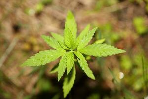 bebê cannabis plantar a vegetativo etapa do maconha crescendo plantinha macro em natureza verde fundo para a Produção essencial cbd óleo dentro medicinal preparativos grande Tamanho Alto qualidade impressão foto