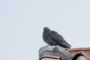 Pombo pássaro animal asas ficar de pé sozinho beleza isolado cinzento céu fundo foto