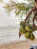 grupo do coco orgânico fruta suspensão em ramo árvore. água suco saudável bebida. mar Visão dourado areia em de praia. foto