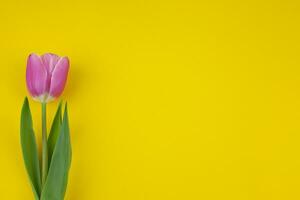 Rosa solteiro tulipa em uma amarelo fundo. foto