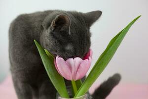 a interessante gato cheira uma ramalhete do tulipas. com uma ramalhete do tulipas, Próximo para uma gato. feriado presente fofa gato com uma ramalhete do laranja tulipas. mulheres cartão postal foto