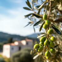 Oliva ramo dentro uma rural panorama com Mediterrâneo casas dentro a fundo foto