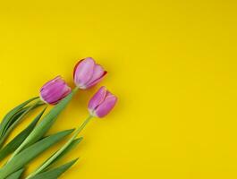 Rosa tulipas em uma amarelo fundo. ramalhete do Rosa tulipas com cópia de espaço. mãe dia. arranjo do flores floral Primavera fundo. topo visualizar. foto