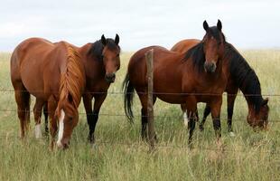 bonito grupo do cavalos dentro uma Colorado pasto foto