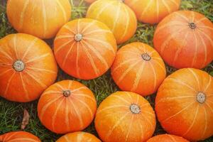 muitos laranja abóboras em uma verde grama. colheita. abóboras com água gotas. foto