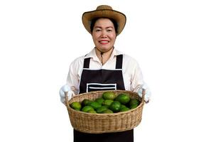 ásia mulher jardineiro desgasta chapéu, avental e luvas, detém cesta do fresco abacate frutas, isolado em branco fundo. conceito , orgânico agricultura ocupação estilo de vida. feliz agricultor. foto