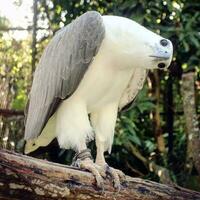 a peito branco albatroz com a latim nome Haliaeetus leucogaster tem fui chamado a a maioria impressionante vivo vôo máquina em terra, e este apelido é não sem razão foto