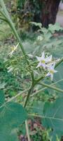 uma plantar com branco flores dentro a meio do uma verde campo foto