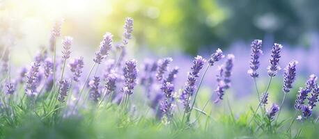 lavanda flores voou florescendo sobre verão panorama ,fechar-se vista, generativo ai foto