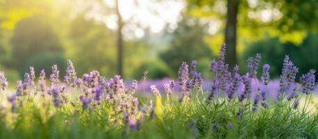 lavanda flores voou florescendo sobre verão panorama ,fechar-se vista, generativo ai foto