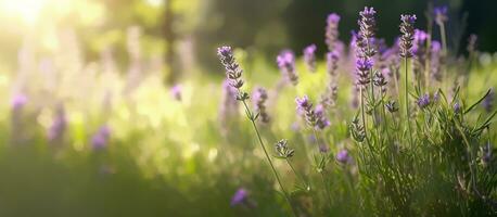 lavanda flores voou florescendo sobre verão panorama ,fechar-se vista, generativo ai foto