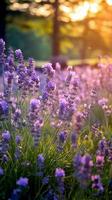 lavanda flores voou florescendo sobre verão panorama ,fechar-se vista, generativo ai foto