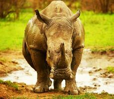 enorme sul africano rinoceronte foto
