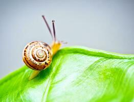 pequeno Caracol em verde folha foto