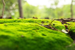 verde musgo crescendo dentro a floresta depois de a chuva Como papel de parede foto
