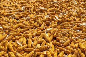 grande quantidade do milho pilha junto, colheita cena. foto