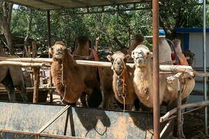 camelos fazenda, Reprodução galpão dentro a rural Fazenda. foto