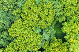 aéreo do verde árvores com crescente intervalo campo. foto