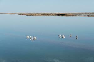 pássaros dentro a limpar \ limpo lago, natural cenário. foto
