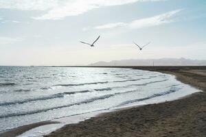 mar pássaros mosca juntos ao longo a à beira do lago. foto